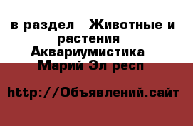  в раздел : Животные и растения » Аквариумистика . Марий Эл респ.